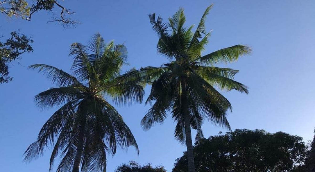 geoffpalmtrees.jpg