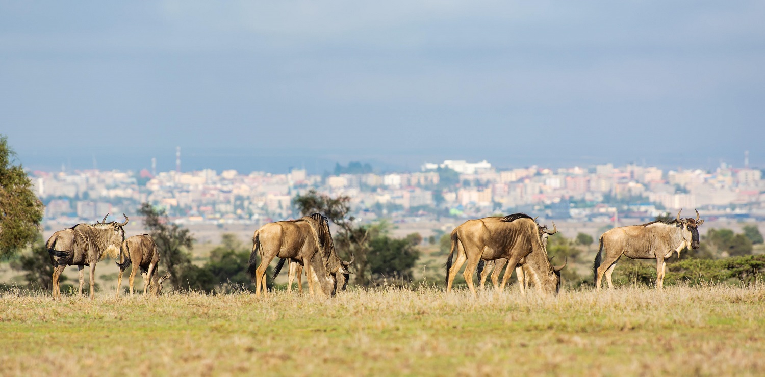 lukenyaestate5.jpg