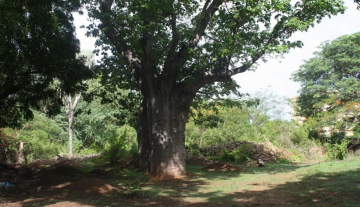 Land For Sale in Mtangani Malindi